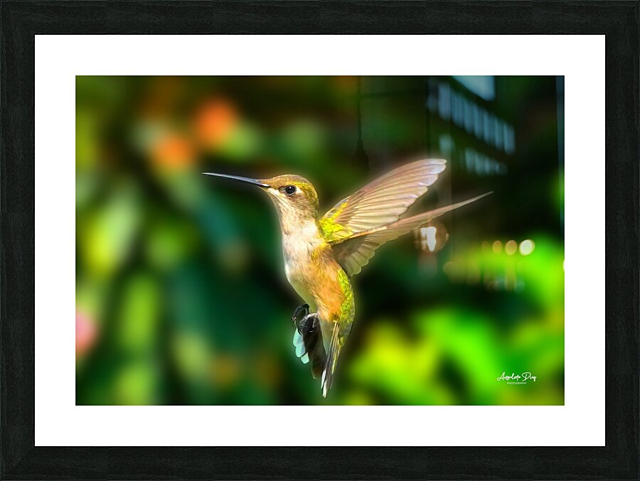 Hummingbird H4  Picture Frame print