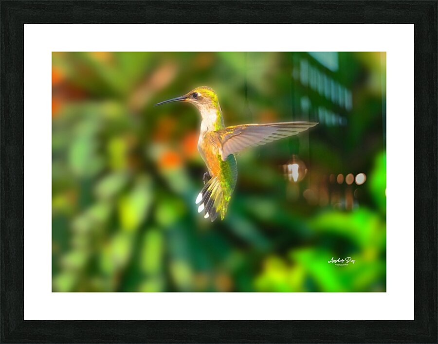 Hummingbird H5  Picture Frame print