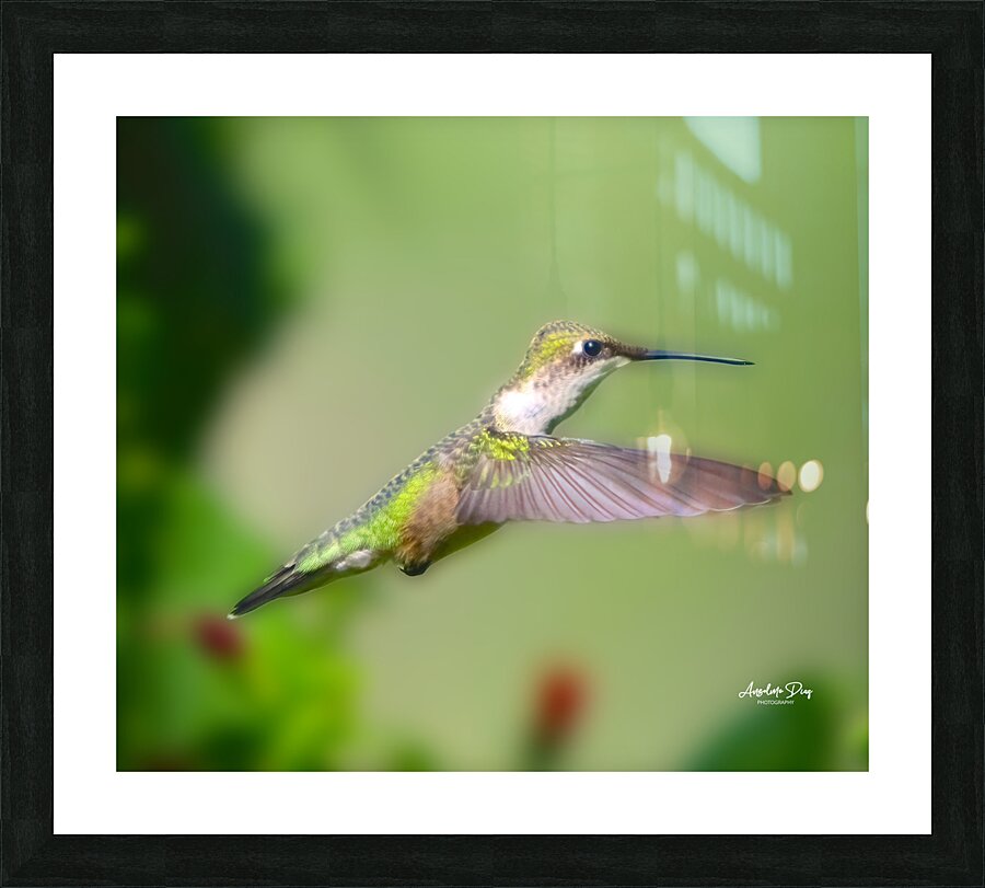Hummingbird H6 Picture Frame print