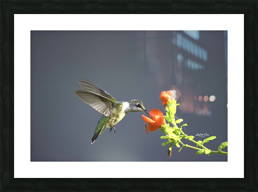 HUM2 Picture Frame print