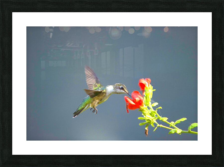 HUM3A Picture Frame print