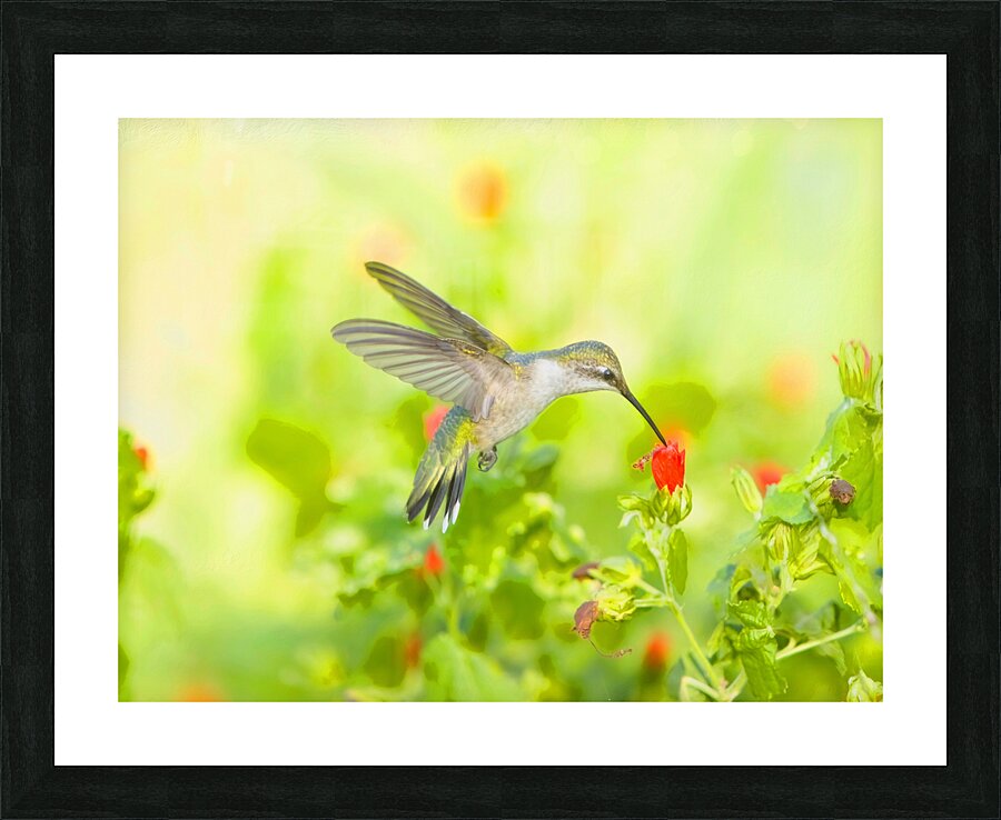 HUM12A Picture Frame print