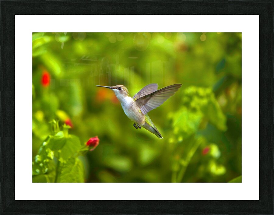 HUM7A Picture Frame print