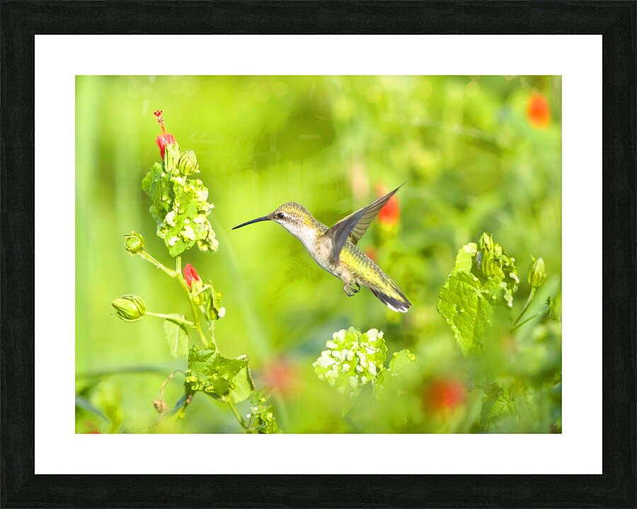 HUM10A Picture Frame print