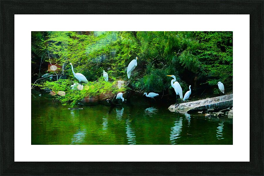 White herions 1 Picture Frame print