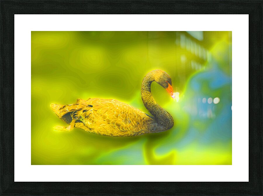 SWAN 1 Picture Frame print