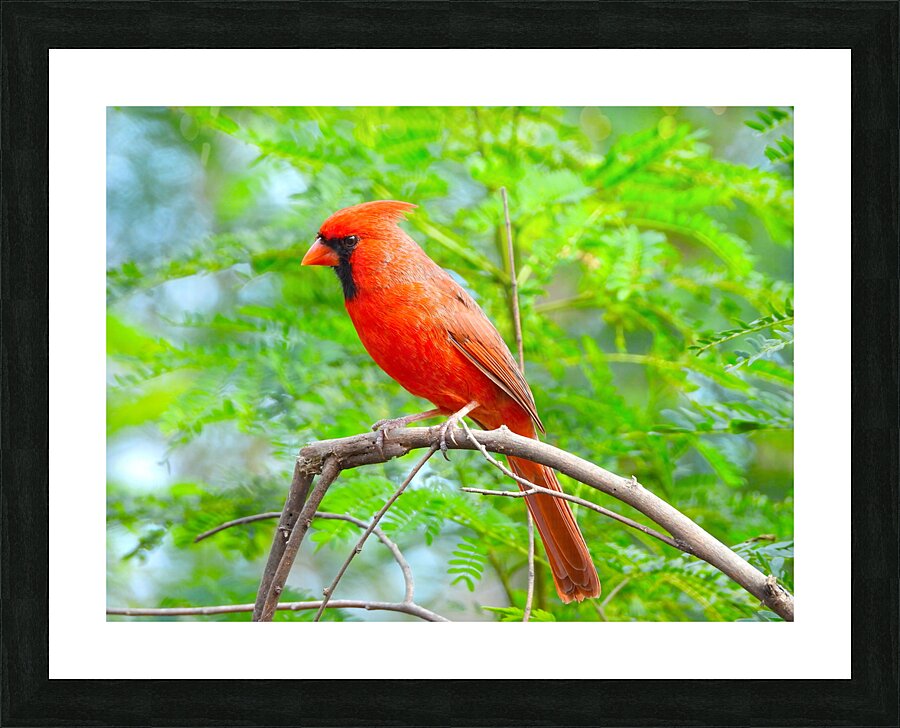 Red Car232 Picture Frame print
