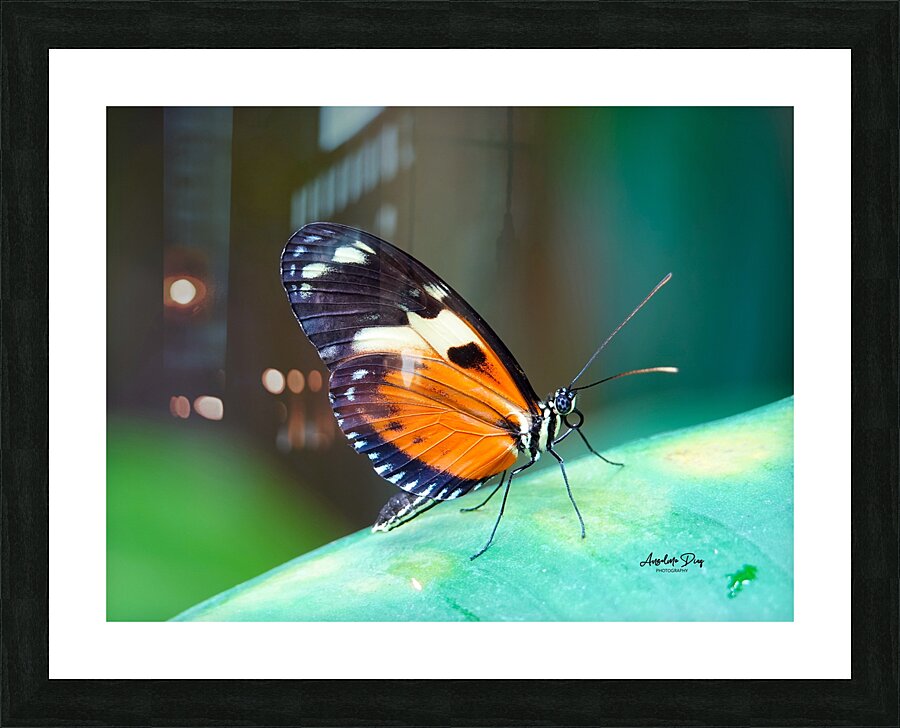 Butterfly 233 Picture Frame print