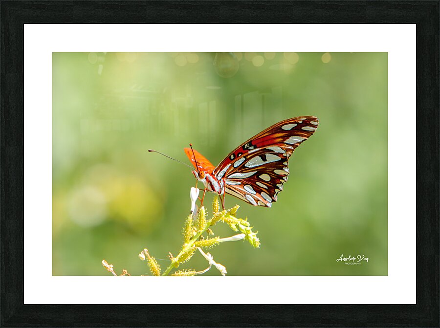 Butterfly 235 Picture Frame print