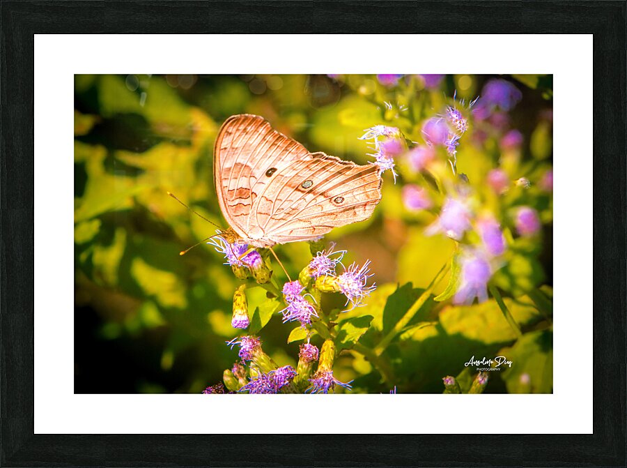 Butterfly 236 Picture Frame print