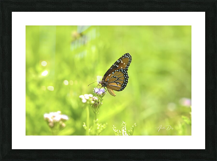 Butterfly 237 Picture Frame print