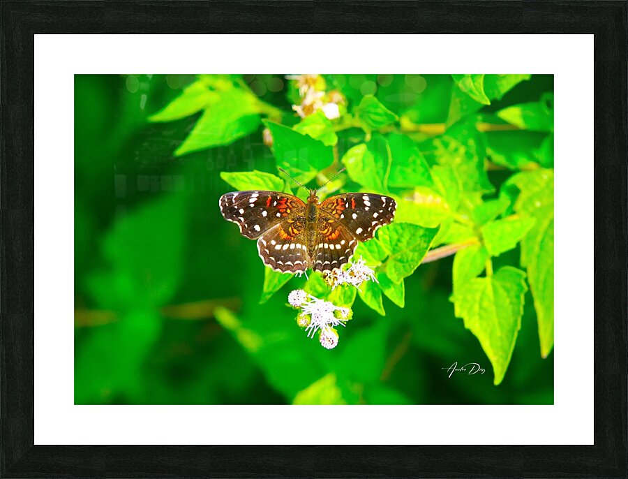 Butterfly 239 Picture Frame print