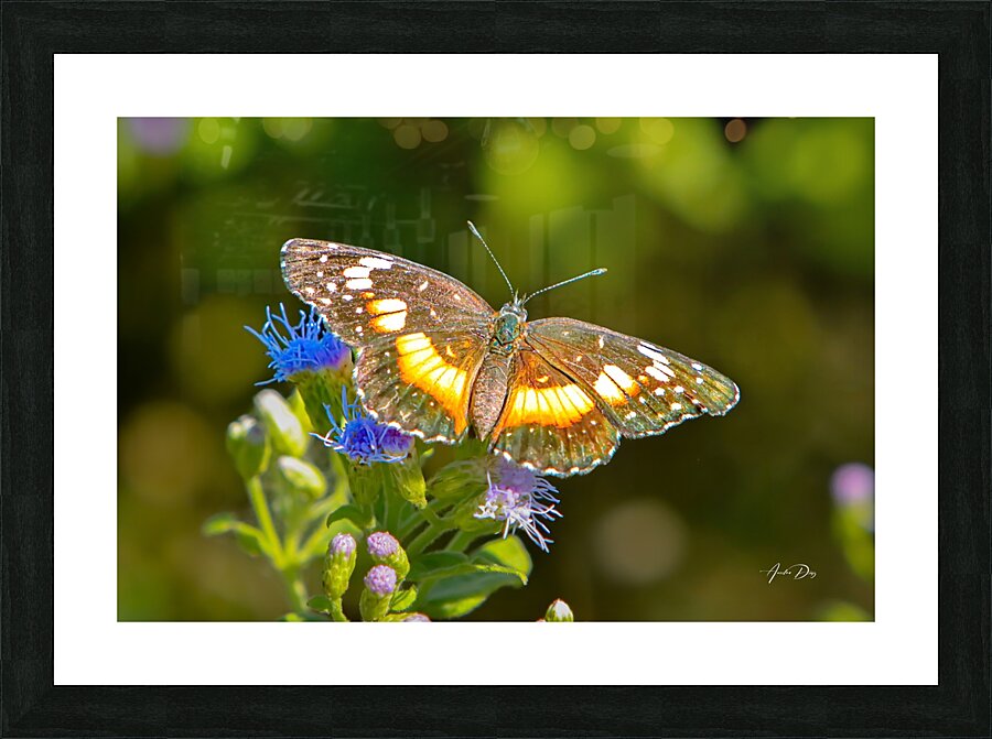 Butterfly 238 Picture Frame print