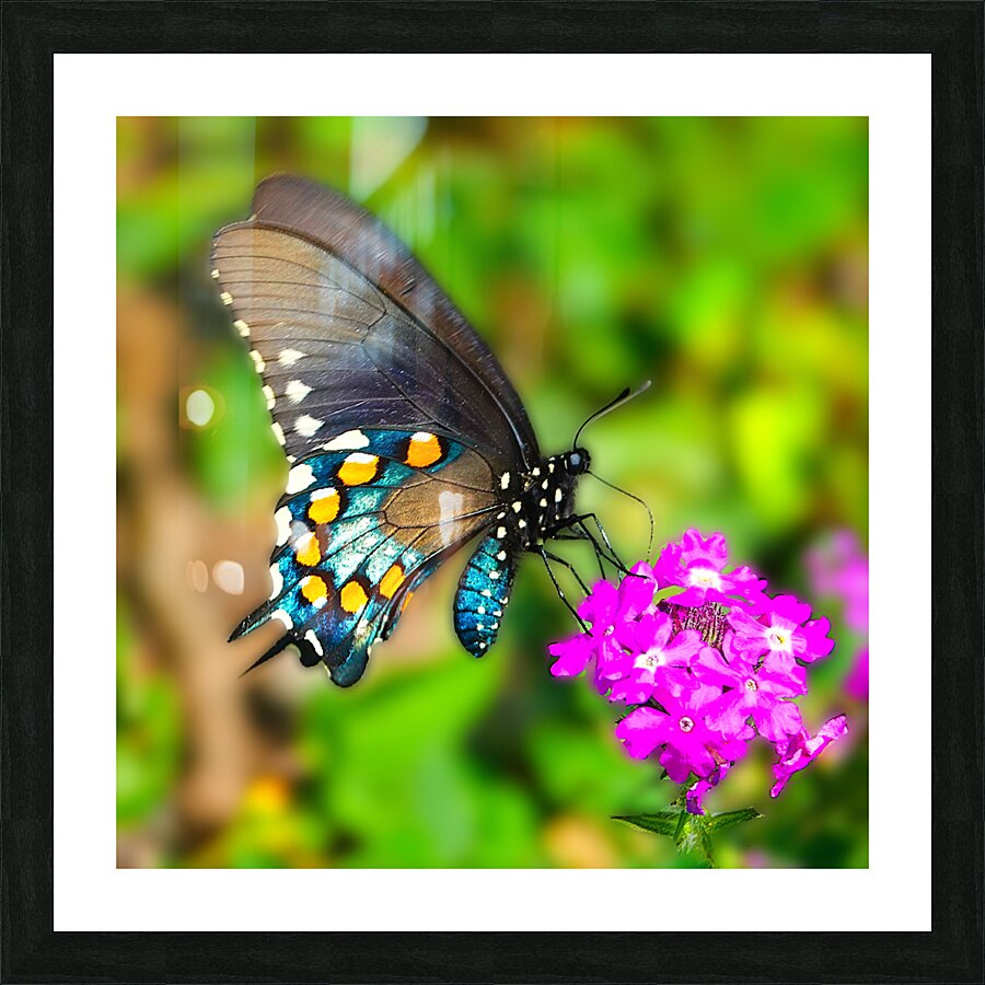 Butterfly 240 Picture Frame print
