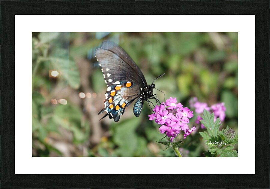 Butterfly 241 Picture Frame print