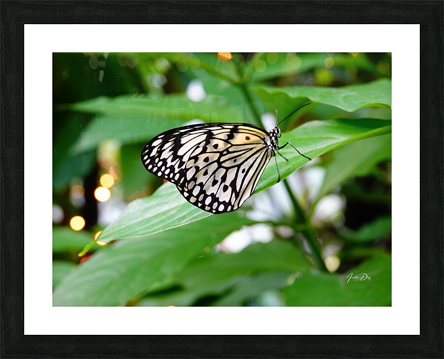 Butterfly 242 Picture Frame print