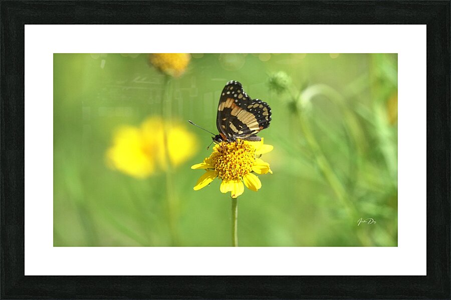 Butterfly 243 Picture Frame print