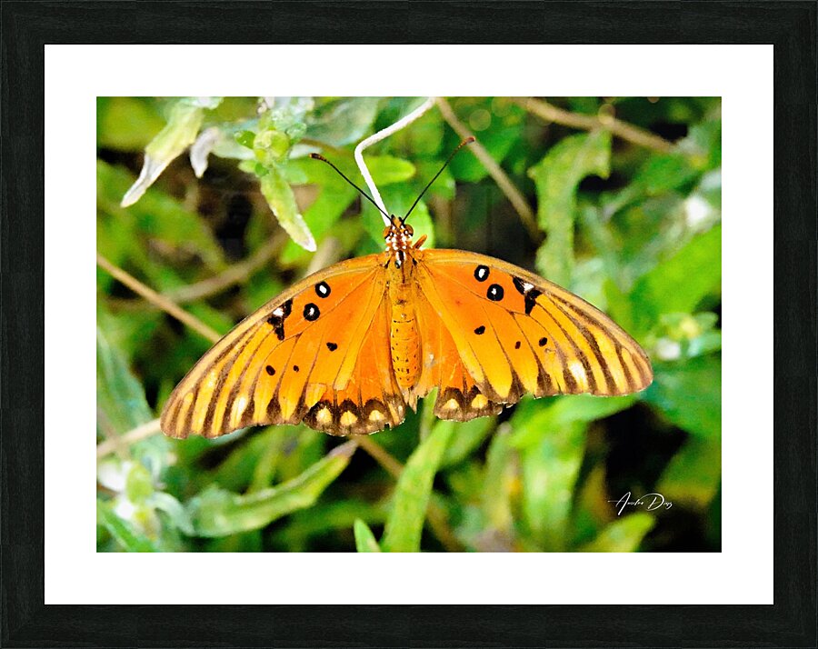 Butterfly 244 Picture Frame print