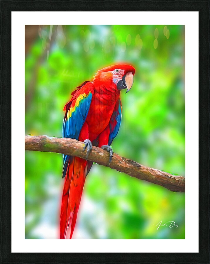 Macaw Bird Picture Frame print