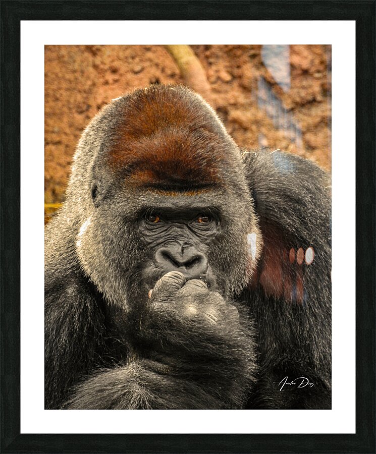 Silverback Gorilla   The Thinker Picture Frame print
