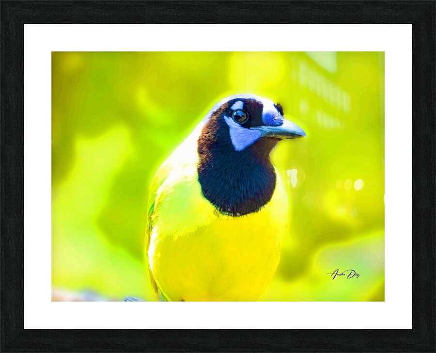 Green Jay Picture Frame print