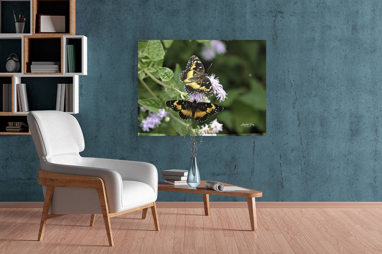 Butterfly Reproduction