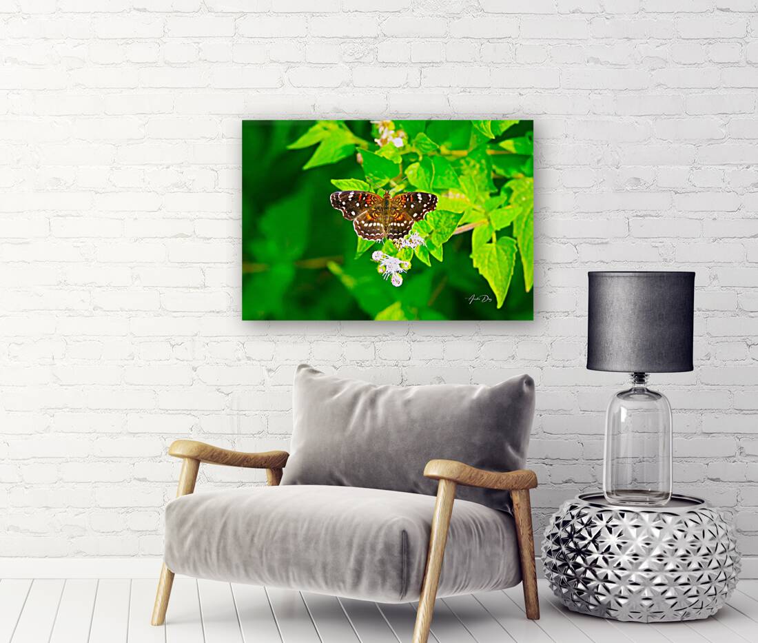 Butterfly 239 Reproduction