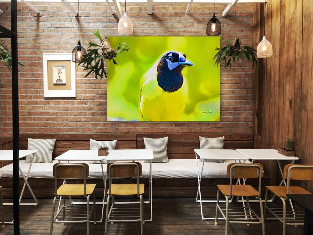 Green Jay Reproduction