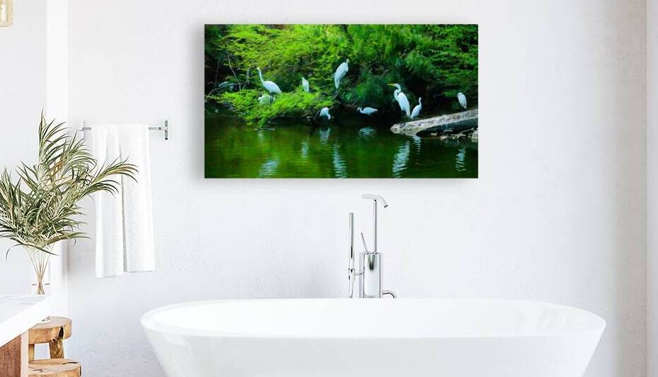 White herions 1 Reproduction