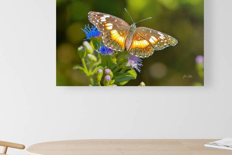 Butterfly 238 Reproduction