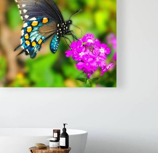Butterfly 240 Reproduction