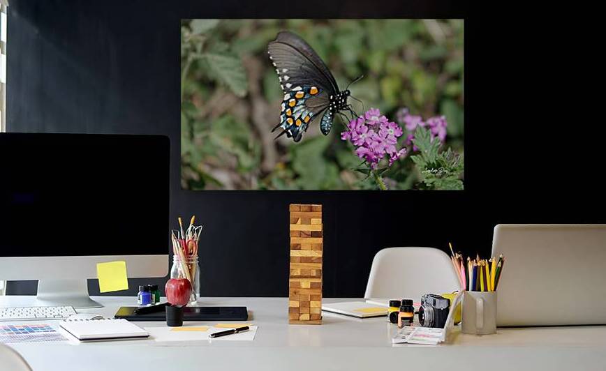 Butterfly 241 Reproduction