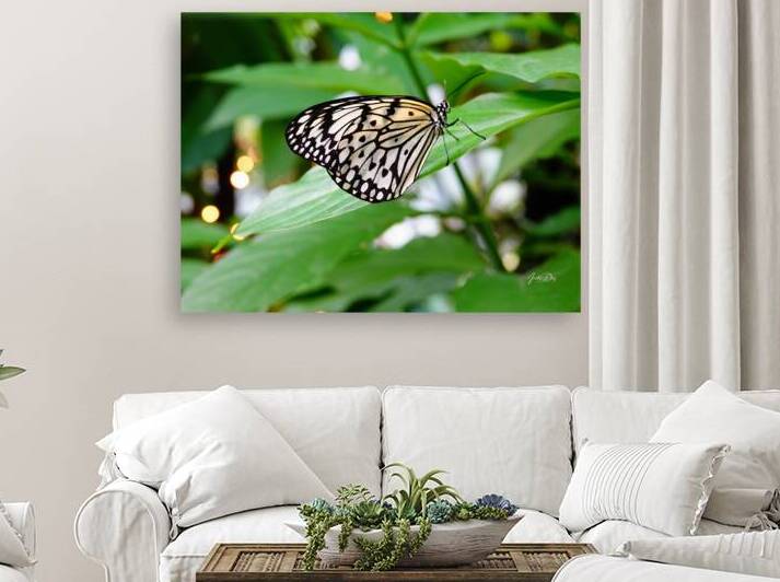 Butterfly 242 by Anselmo Diaz