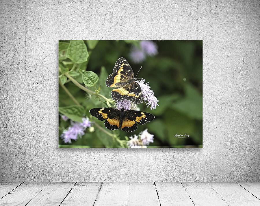 Butterfly Wall Preview