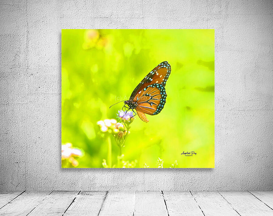 Butterfly Wall Preview