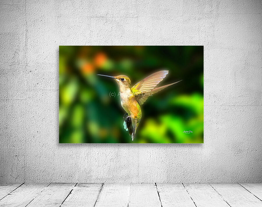 Hummingbird H1  Wall Preview