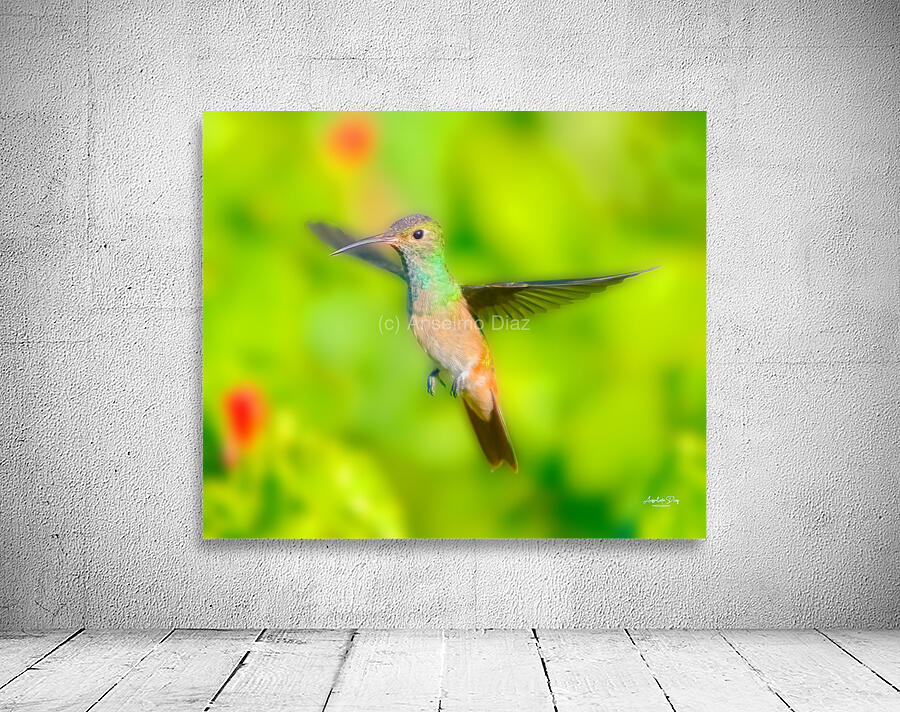 Hummingbird H3 Wall Preview