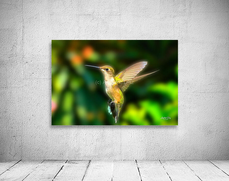Hummingbird H4  Wall Preview