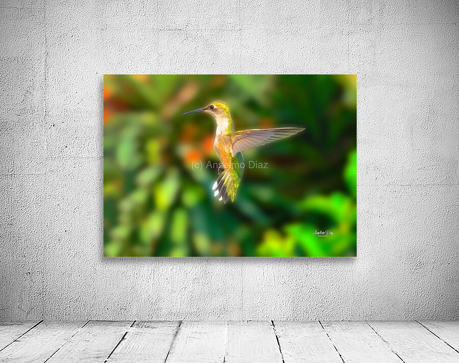 Hummingbird H5  Wall Preview