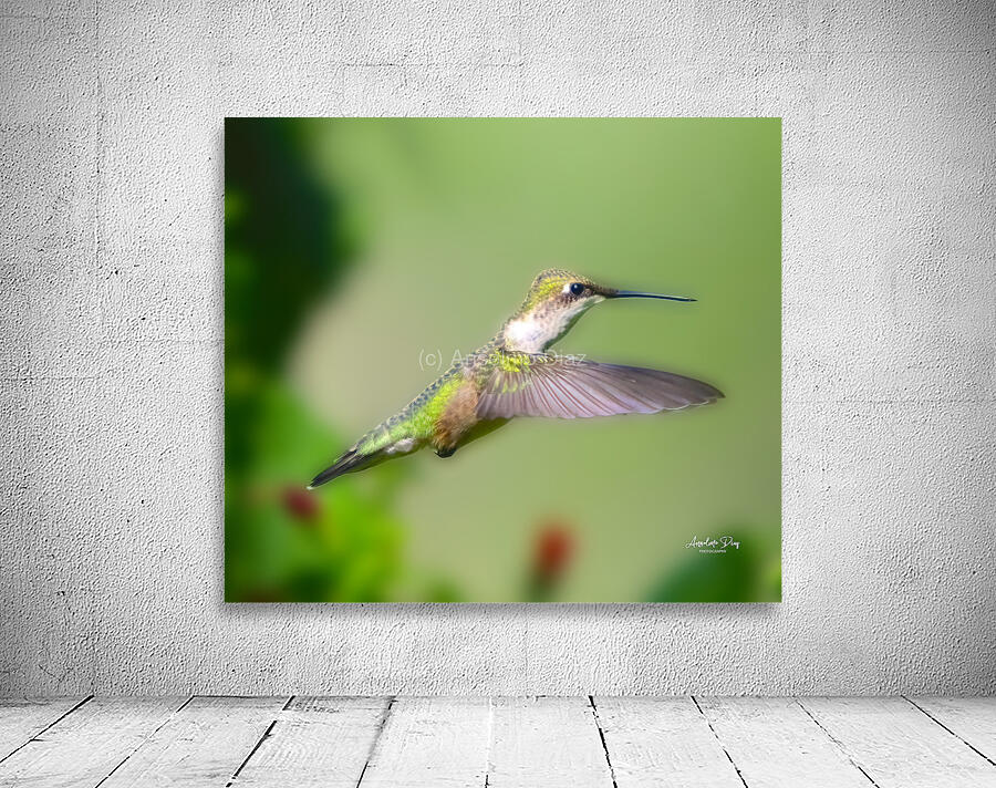 Hummingbird H6 Wall Preview