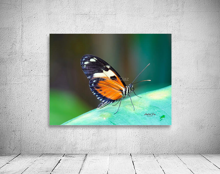 Butterfly 233 Wall Preview