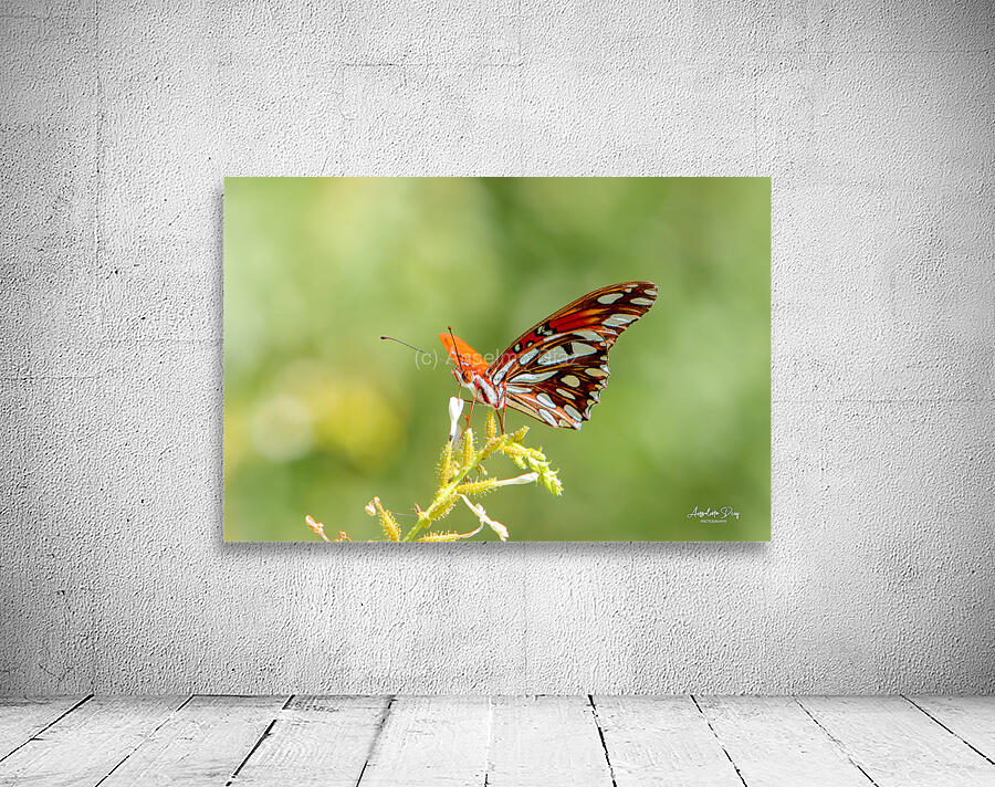 Butterfly 235 Wall Preview