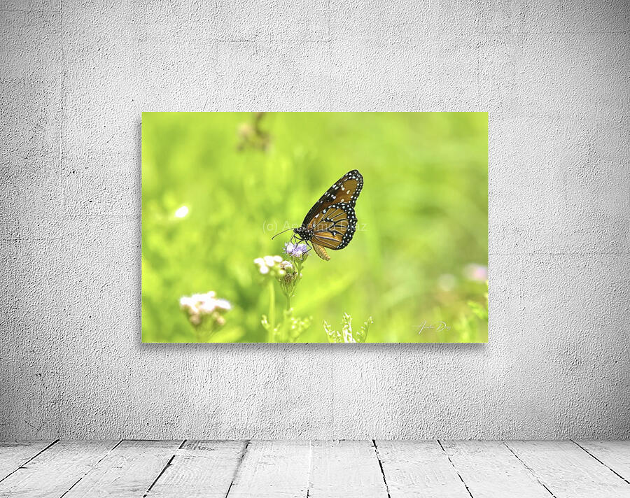Butterfly 237 Wall Preview