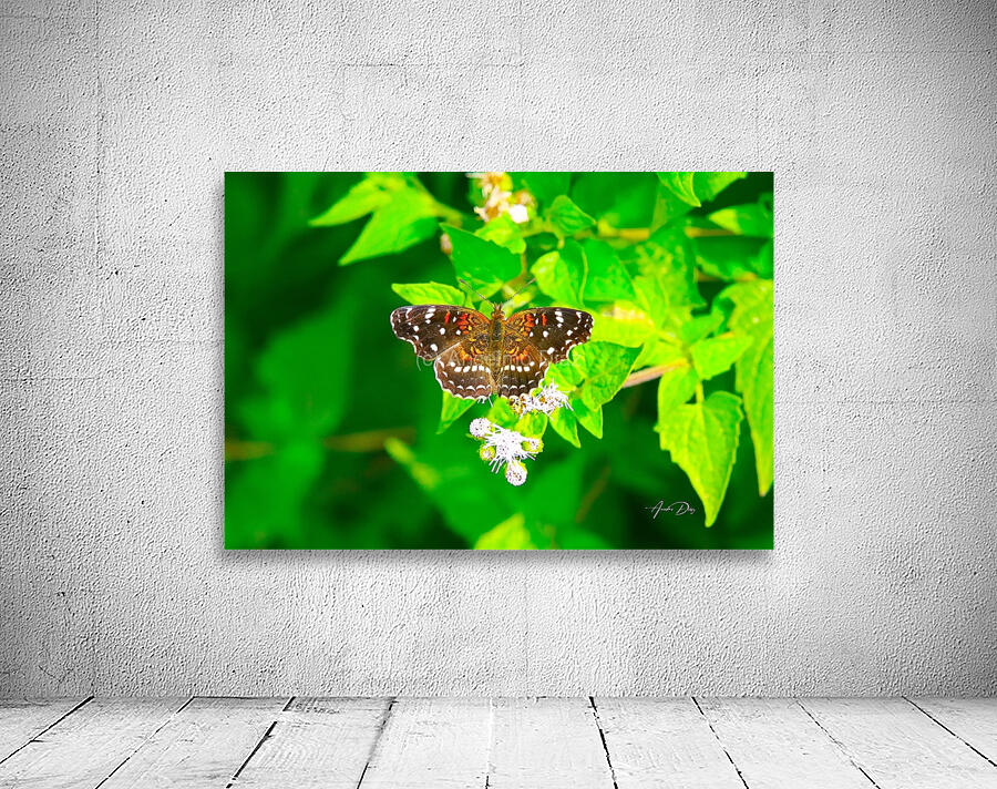 Butterfly 239 Wall Preview