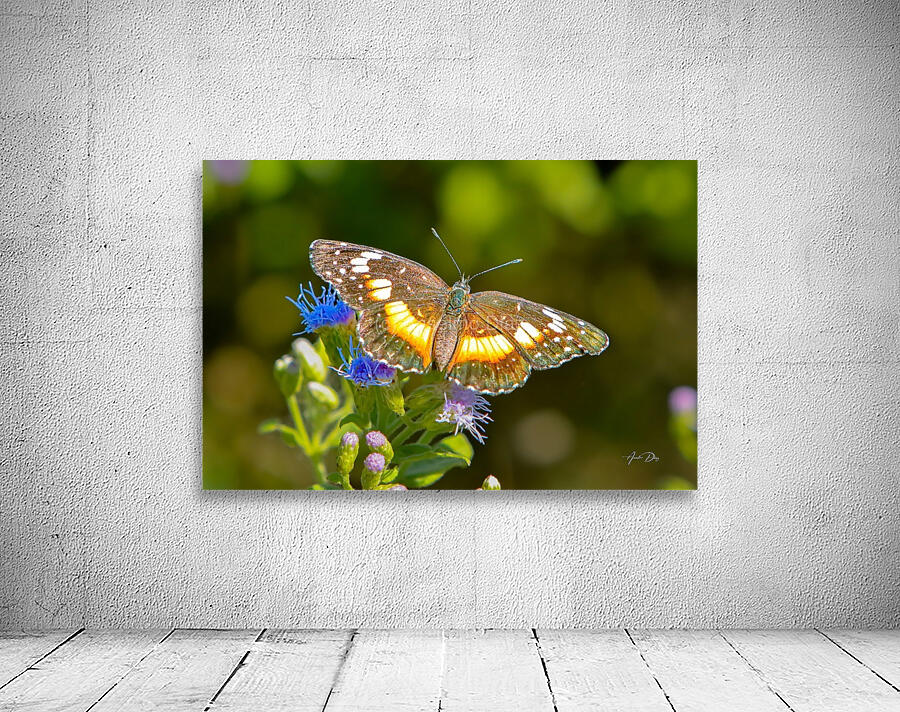 Butterfly 238 Wall Preview
