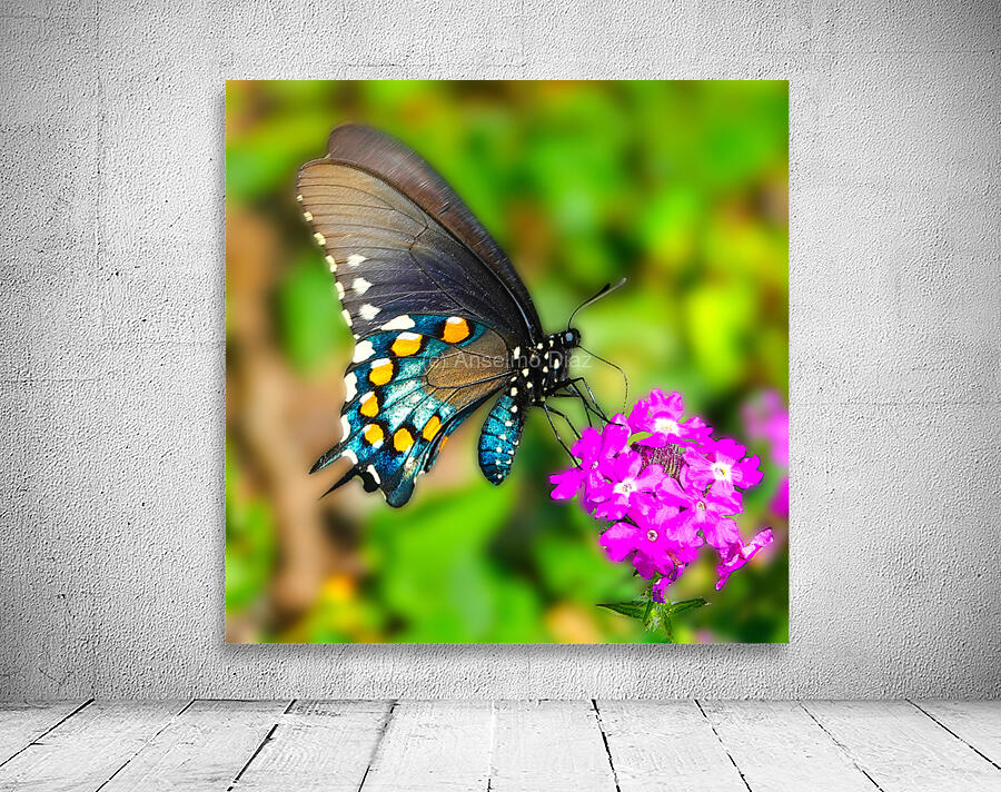 Butterfly 240 Wall Preview