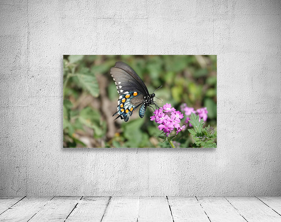 Butterfly 241 Wall Preview