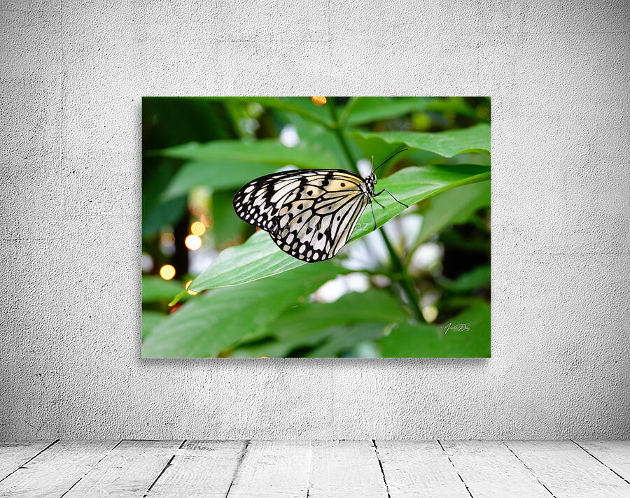 Butterfly 242 Wall Preview