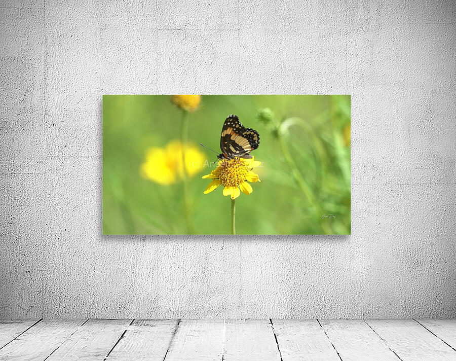 Butterfly 243 Wall Preview