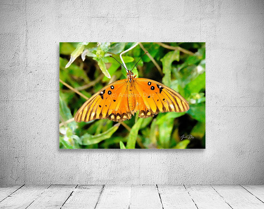Butterfly 244 Wall Preview